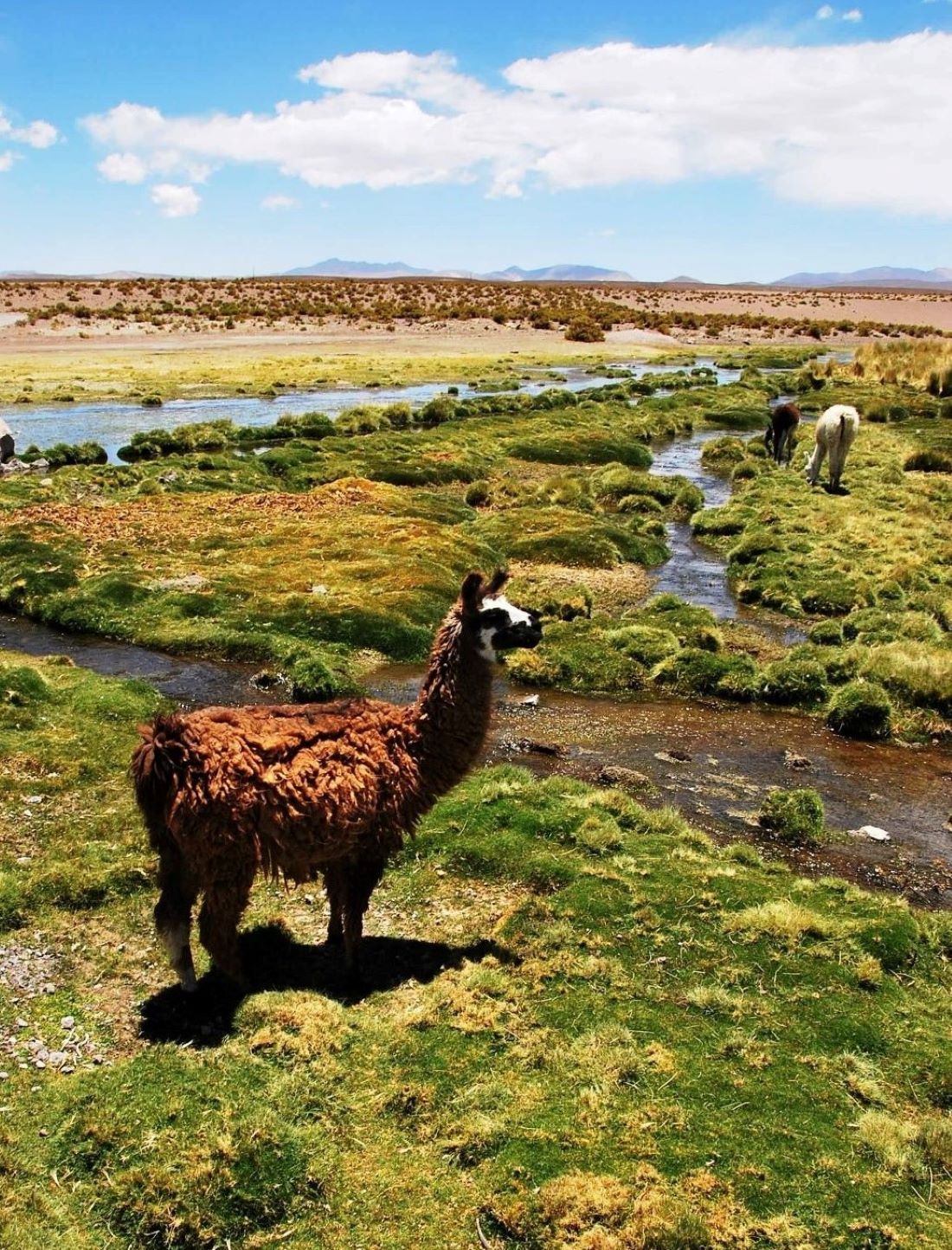 ISLUGA VOLCANO NATIONAL PARK EXCURSION - Imagen 8