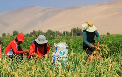 Grupo Aymara cultivando en Valle de Lluta