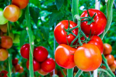 Tomates del Valle de Azapa