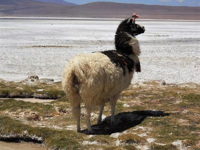 Alpaca en Salar del Huasco