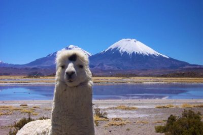 Alpaca y Volcán Parinacota