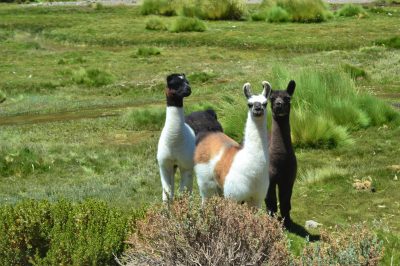 Alpacas en Parque Isluga