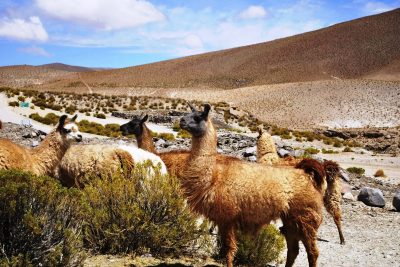 Alpacas en Salar del Huasco