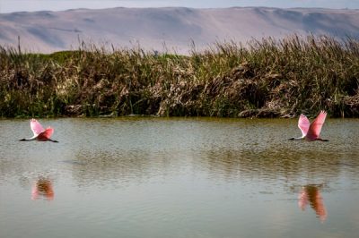 Aves en Humedal de Chinchorro