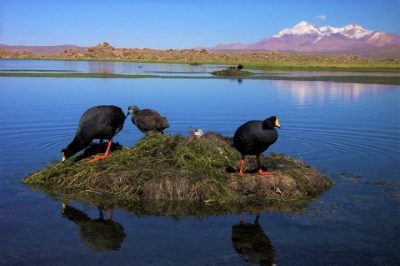 Aves en Lagunas Cotacotani