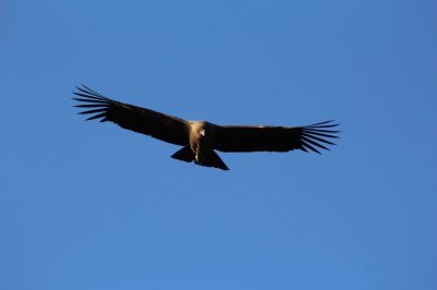 Cóndor sobrevolando Isluga