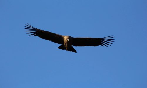 Cóndor sobrevolando Isluga