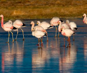 Flamencos en Salar de Surire