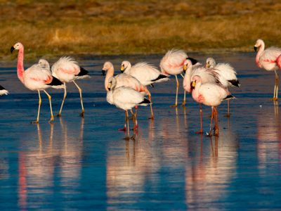 Flamencos en Salar de Surire