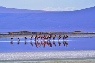 Salar de Surire