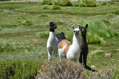Alpacas en Parque nacional Volcán Isluga