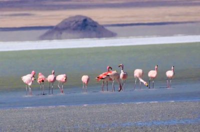 Foto Tour al Salar del Huasco.