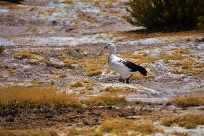 Guayata en Salar del Huasco