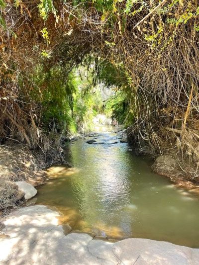Oasis de Codpa