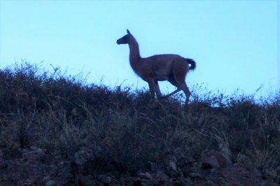 Vicuña en Altiplano de Parinacota 02