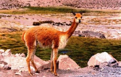Vicuña en Parque Nacional Lauca