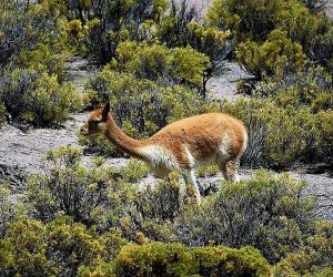 Vicuña en Parque Volcán Isluga